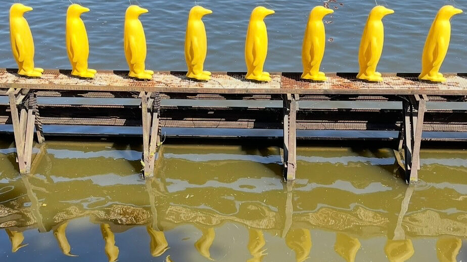 vrouwenlijn